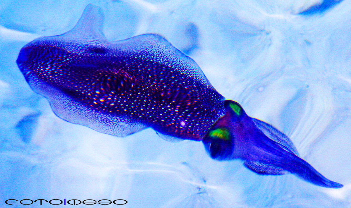 Maldives (7 of 13) edit